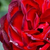 Red - Bed and borders rose - floribunda - A pesti srácok emléke